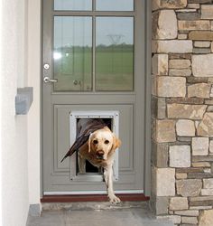 a dog is sticking its head out of an open door with a bird on it's back