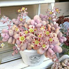 a potted plant with pink and yellow flowers