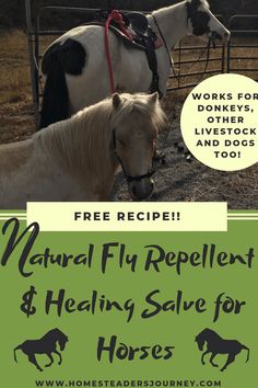 a flyer for a natural fly repellent and heating sale with horses in the background