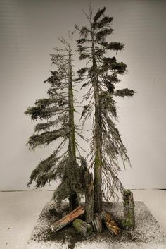 a group of trees that are standing in the snow with one tree growing out of it's trunk