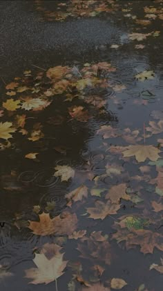 leaves floating on the surface of a body of water, with an umbrella in the foreground