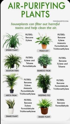 an image of air purifying plants