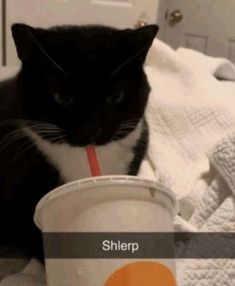 a black and white cat sitting on top of a bed next to a cup with a straw in it