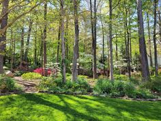 a lush green forest filled with lots of trees and flowers on top of a grass covered field