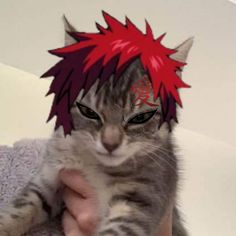 a person holding a cat with a red mohawk on it's head and eyes