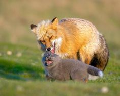 an adult red fox with its mouth open playing with a baby gray kitten in a grassy field