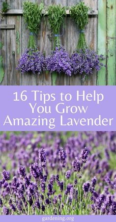 lavender flowers with the words, 16 tips to help you grow amazing lavenders in your garden