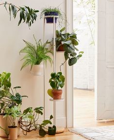 several potted plants are lined up against the wall