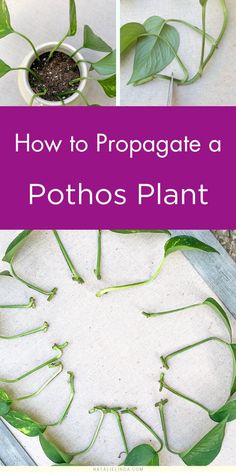 pothos plant propagation Propagate Pothos, Houseplant Decor, Tanaman Air, Blooming Perennials, Pothos Plants, Easy Plants To Grow, Plant Care Houseplant, Sun Perennials