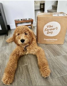 a brown dog laying on the floor next to a cardboard box with a farmer's dog sticker on it