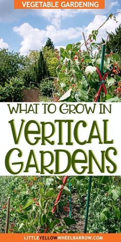 what to grow in vertical gardens with text overlay that reads, what to grow in vertical gardens