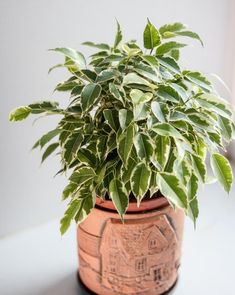 a potted plant sitting on top of a table