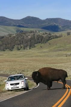 a car driving down the road next to a buffalo