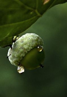 a green fruit hanging from a tree branch with drops of water on it's surface