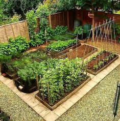 an outdoor vegetable garden with lots of plants