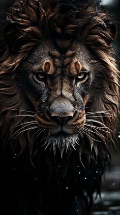 a close up of a lion with wet fur on it's face and eyes