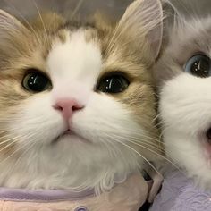 two cats with their mouths open and one cat is wearing a pink shirt while the other looks at the camera