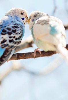 two white and blue birds are sitting on a tree branch with their beaks touching