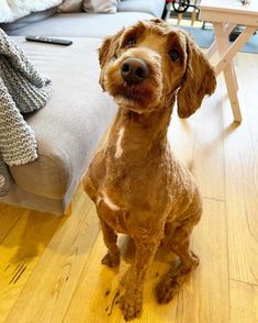 a brown dog sitting on top of a hard wood floor next to a couch and chair