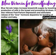 Blue Vervain, Baby Nutrition, Newborn Baby Tips, Herbal Apothecary