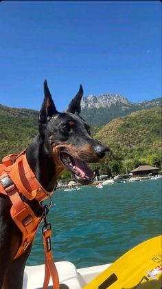 a black and brown dog wearing an orange life jacket on a boat in the water