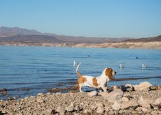 a dog standing on rocks near the water