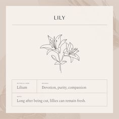 an image of lily on a page with the words lily below it in black and white