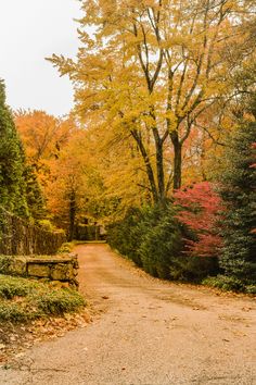 an empty dirt road surrounded by trees in the fall