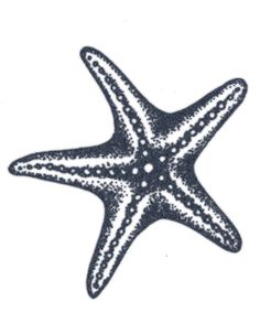 a black and white drawing of a starfish