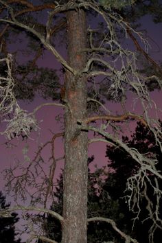 a tree with no leaves in front of a purple sky