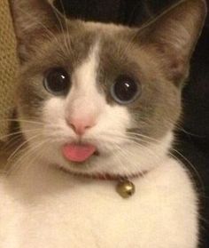 a cat with its tongue hanging out