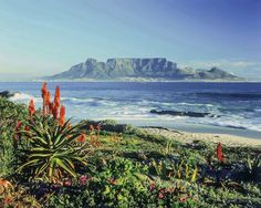 an ocean view with mountains in the distance and flowers on the foreground, along with blue water