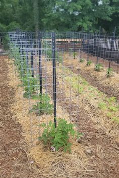 several rows of plants growing in the ground with metal fencing around them and trees behind them