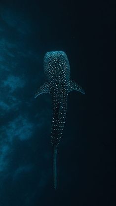 a large whale swimming in the ocean