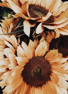 a bunch of sunflowers that are yellow and brown