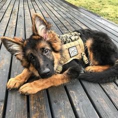 a german shepherd dog laying on a wooden deck wearing a vest and leash, looking at the camera