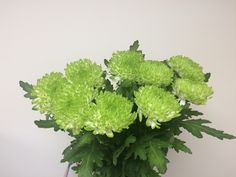 green flowers in a white vase on a table