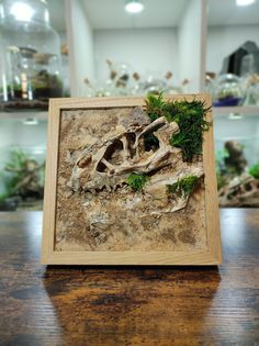 a wooden frame with moss growing out of it on top of a table next to shelves