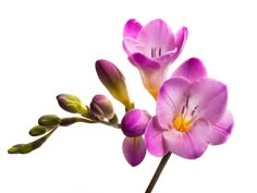 two purple flowers with green stems in front of a white background stock photo id1079