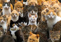 a large group of cats are standing together