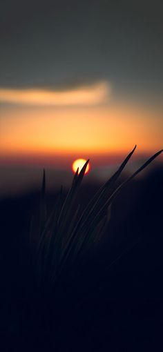 the sun is setting behind some tall grass