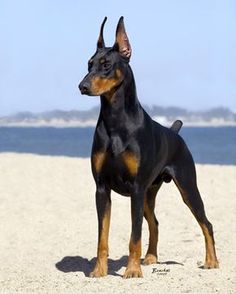 a black and brown dog standing on top of a sandy beach