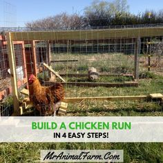 a chicken run in 4 easy steps