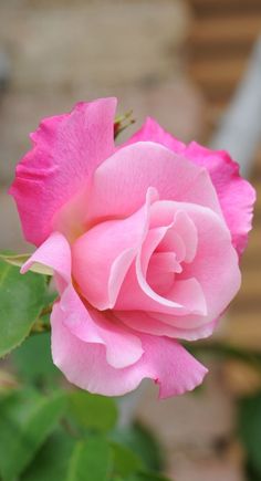 a pink rose with green leaves in the foreground