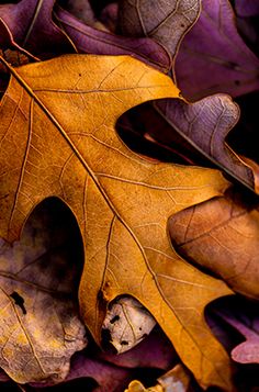 an autumn leaf laying on the ground with other leaves around it, in close up