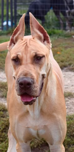 a large brown dog standing on top of a lush green field