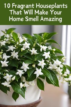 a potted plant with white flowers in it and the words 10 fragrant houseplants that will make your home smell amazing