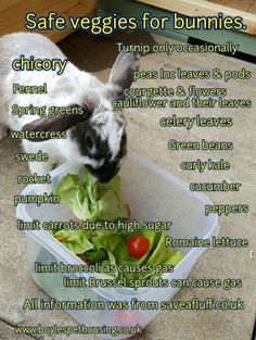 a rabbit eating lettuce in a container with the words safe veggies for bunnies