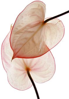 a white flower with red tips on it's petals is shown against a white background