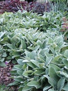 some very pretty green plants in the grass